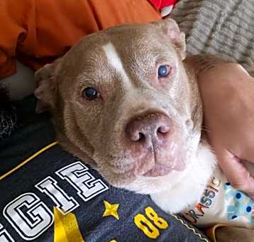 Photo of CRYSTAL NOEL - SEEKING OLDER ADOPTER