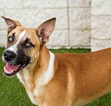 Photo of Goose