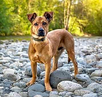Photo of Cooper