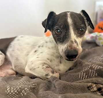 Photo of Foster or Forever Home needed
