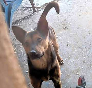 Photo of CHI CHI