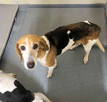Photo of Penny