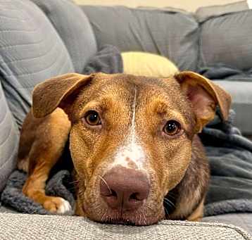 Photo of Rusty