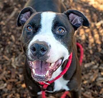 Photo of Bruce- IN FOSTER
