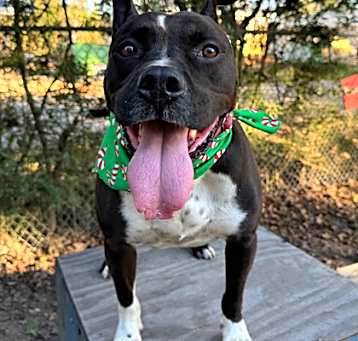 Photo of Caesar