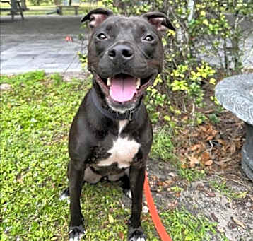 Photo of BUSTER