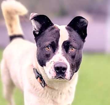 Photo of Benny