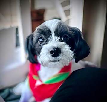 Photo of Seraphina