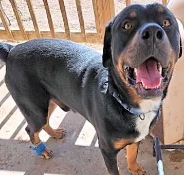 Photo of Barkley