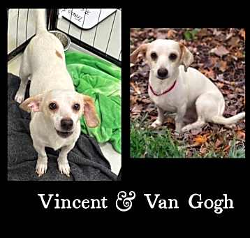 Photo of Vangogh / Vincent