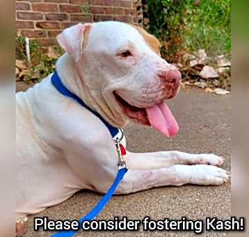 Photo of Kash