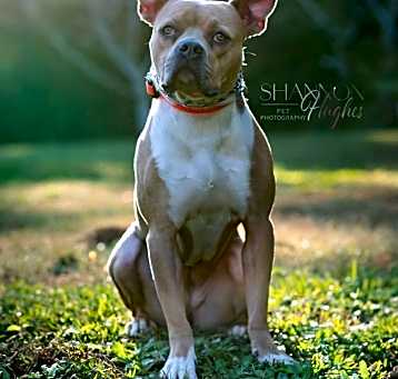 Photo of Hilly aka Opal