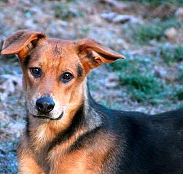Photo of Aubba