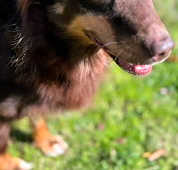 Photo of Daisy