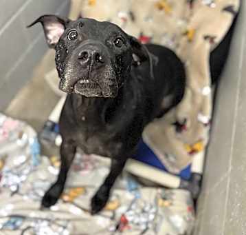 Photo of Shadow