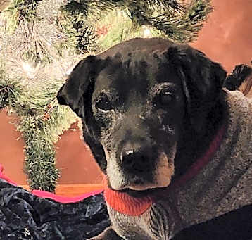 Photo of Butch