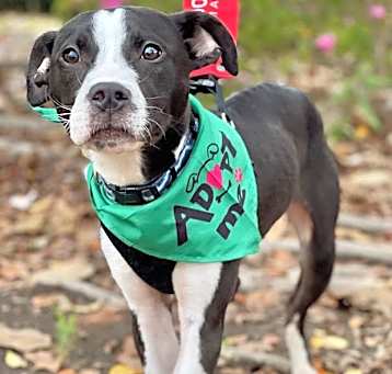 Photo of Roscoe