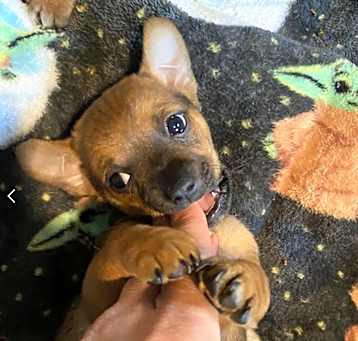 Photo of Puppy Chimichanga