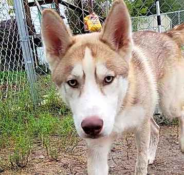Photo of Bronco