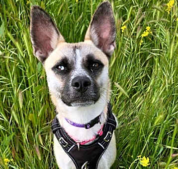 Photo of Jasmine