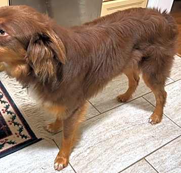 Photo of Gimli