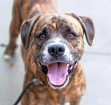Photo of Subaru - IN FOSTER