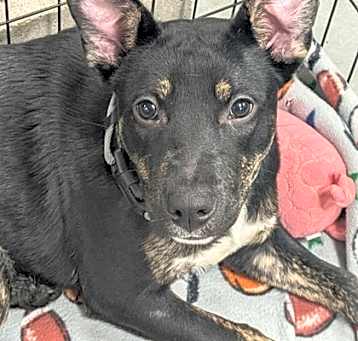 Photo of Ace