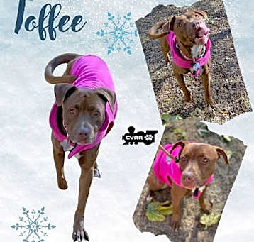 Photo of Toffee