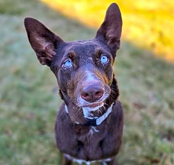 Photo of Periwinkle