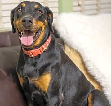 Photo of Jolene