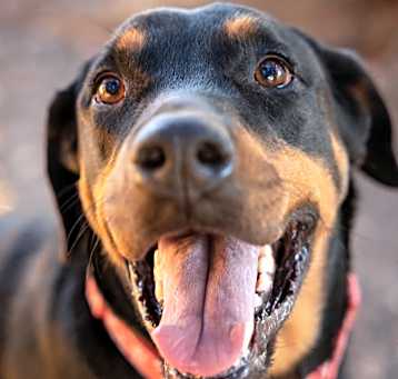 Photo of Jolene