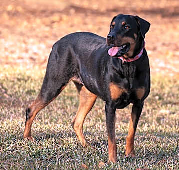 Photo of Jolene