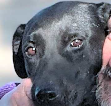 Photo of Roxy
