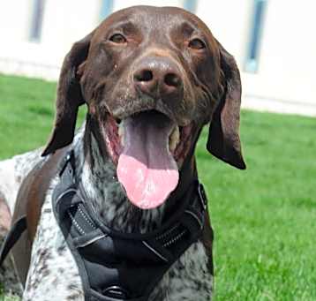 Photo of Rocky