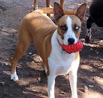 Photo of Gypsy from TEXAS