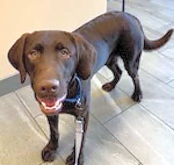 Photo of Cornelius