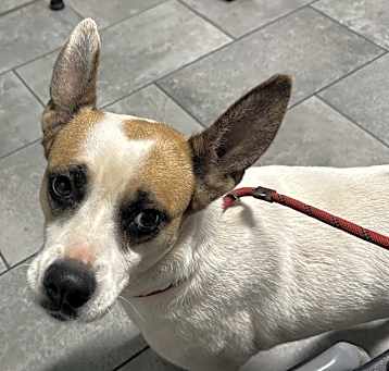 Photo of Pixie
