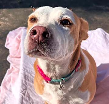 Photo of Abby