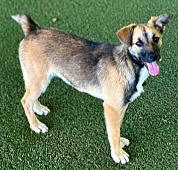 Photo of Tinsel