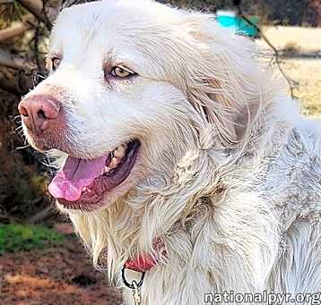 Photo of Gordo in KY - Adores Attention!