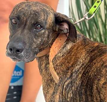 Photo of Pancho