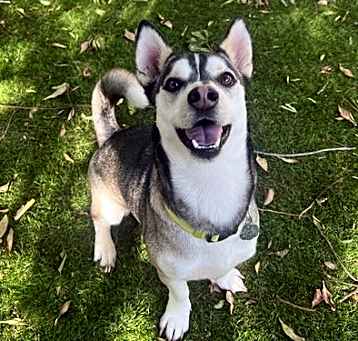Photo of Oscar