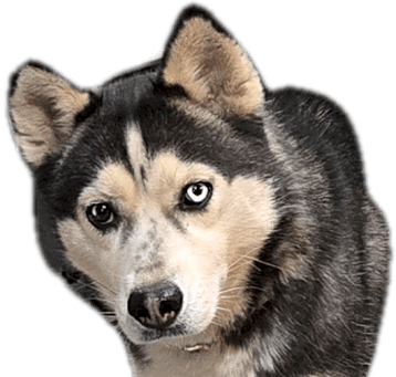 Photo of Josie
