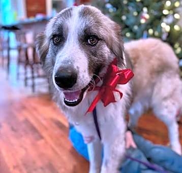 Photo of Archie