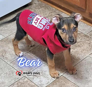 Photo of Bear