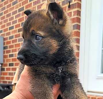 Photo of Willow 6866