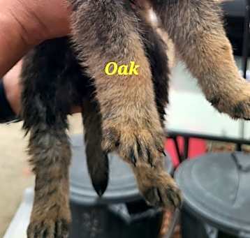Photo of Oak 6864