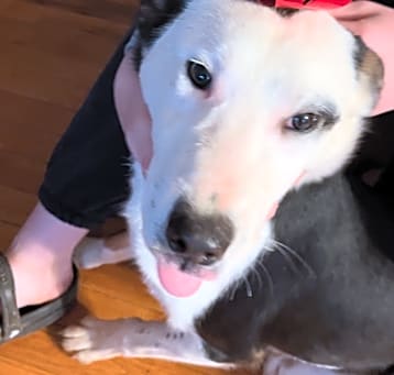 Photo of Spade