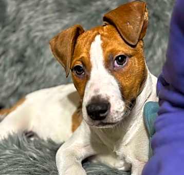 Photo of Snoopy (NY-Kara)