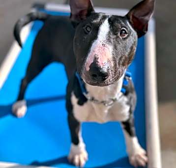 Photo of Arlo